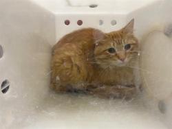 Shelter Stray Male Cat last seen Near BLOCK E DOVER ST, Milwaukee, WI 53215