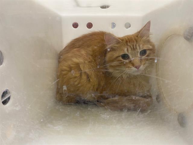 Shelter Stray Male Cat last seen Near BLOCK E DOVER ST, Milwaukee, WI 53215