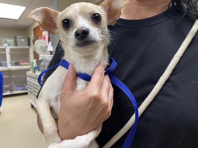 Shelter Stray Male Dog last seen 59TH / GRANT, Milwaukee, WI 53215