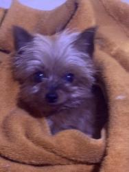 Reunited Female Dog last seen Isleta between sunshine rd. And Metzgar , Albuquerque, NM 87105