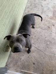 Reunited Male Dog last seen Gurley Ln, Waco, TX 76706