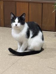 Found/Stray Unknown Cat last seen Wetherill St & Du Maurier Place, Wetherill Park, NSW 2164