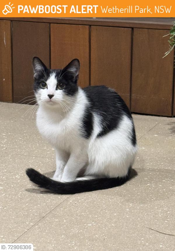 Found/Stray Unknown Cat last seen Wetherill St & Du Maurier Place, Wetherill Park, NSW 2164