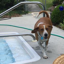 Lost Male Dog last seen S Seminole, Chattanooga, TN 37412