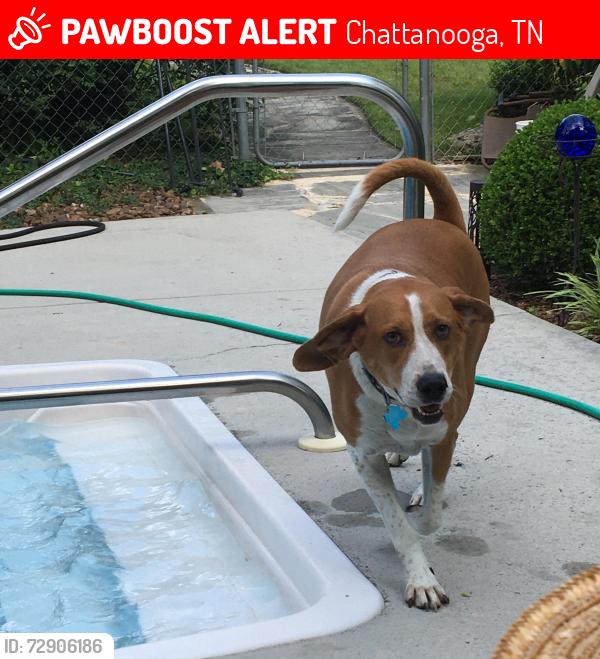 Lost Male Dog last seen S Seminole, Chattanooga, TN 37412