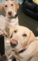 Lost Male Other last seen Rita court, Newton County, GA 30016