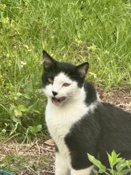 Reunited Unknown Cat last seen Palm Bay Rd & us1, Palm Bay, FL 32905