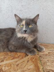 Lost Female Cat last seen Woods in Ballew Road, Inman, SC 29349
