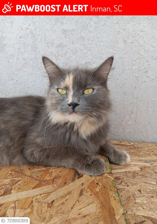 Lost Female Cat last seen Woods in Ballew Road, Inman, SC 29349