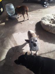 Reunited Male Dog last seen 53rd Av & W. ENCANTO , PHX, Phoenix, AZ 85035
