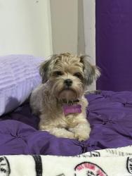 Lost Female Dog last seen East Sprague, Edinburg, TX 78539
