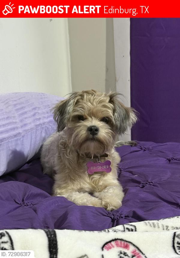 Lost Female Dog last seen East Sprague, Edinburg, TX 78539