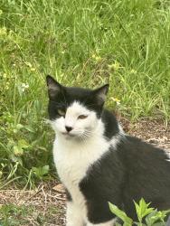 Reunited Unknown Cat last seen Palm Bay rd us1, Palm Bay, FL 32905