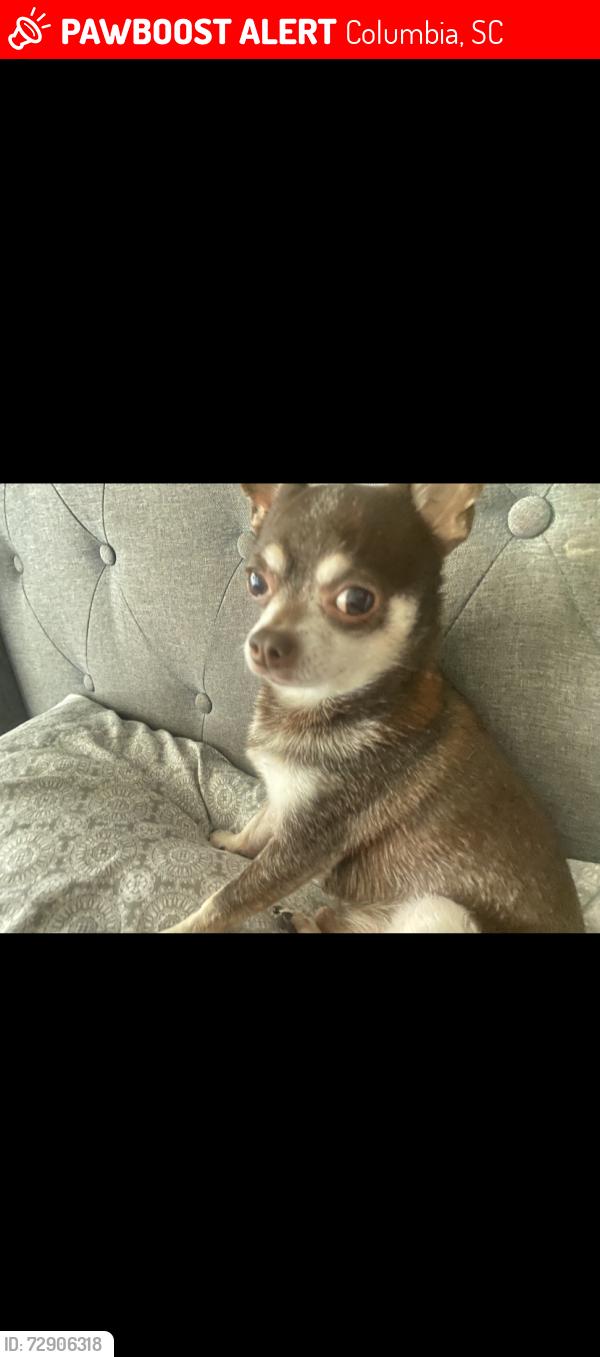 Lost Male Dog last seen Near garners ferry , Columbia, SC 29209