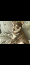 Lost Male Dog last seen Near garners ferry , Columbia, SC 29209