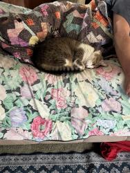 Lost Male Cat last seen Warner street , Sedro-Woolley, WA 98284