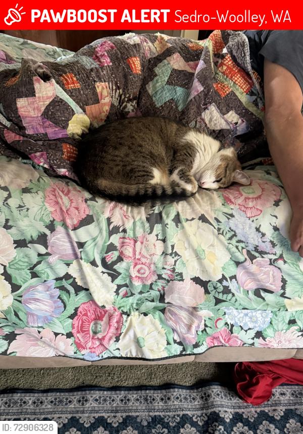 Lost Male Cat last seen Warner street , Sedro-Woolley, WA 98284