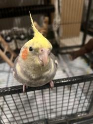 Reunited Male Bird last seen Near S Flower St, Santa Ana, CA 92703, USA, Santa Ana, CA 92703
