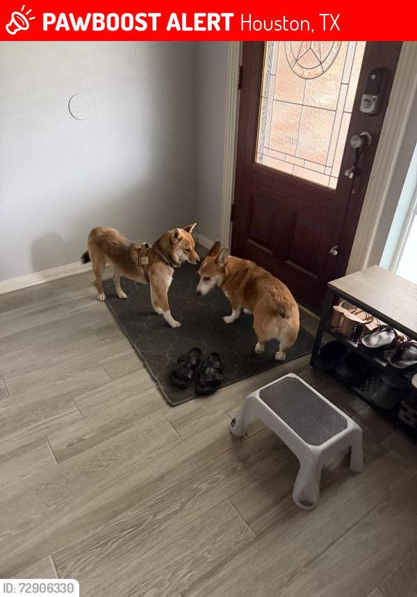 Lost Female Dog last seen Appaloosa Ave, Houston, TX 77084