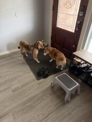 Lost Female Dog last seen Appaloosa Ave, Houston, TX 77084