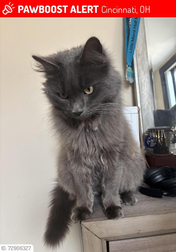Lost Male Cat last seen Sinton Ave, Cincinnati, OH 45206