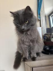 Lost Male Cat last seen Sinton Ave, Cincinnati, OH 45206