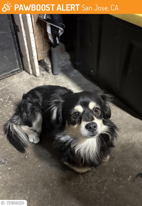Found/Stray Male Dog last seen Audubon - McLaughlin, San Jose, CA 95122
