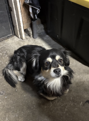 Found/Stray Male Dog last seen Audubon - McLaughlin , San Jose, CA 95122