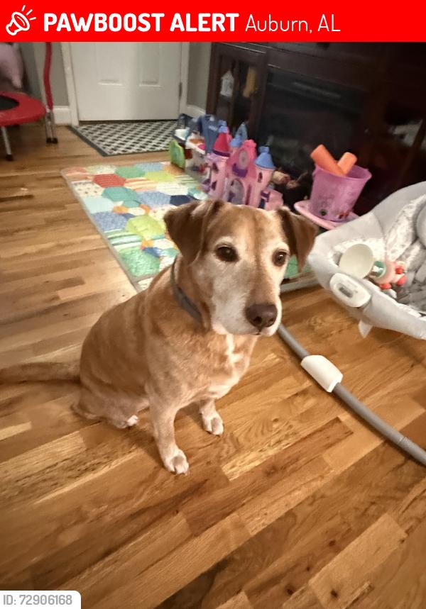 Lost Male Dog last seen Buc-ees, Auburn, AL 36832