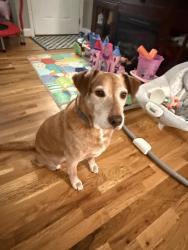 Lost Male Dog last seen Buc-ees, Auburn, AL 36832