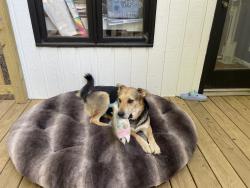 Lost Male Dog last seen Tower road, Greensboro, NC 27407