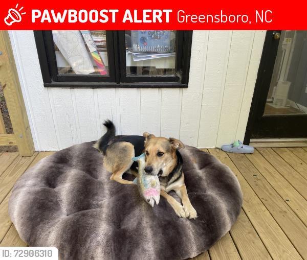 Lost Male Dog last seen Tower road, Greensboro, NC 27407