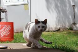 Lost Male Cat last seen Whalen st, North Babylon, NY 11703