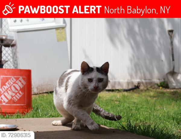 Lost Male Cat last seen Whalen st, North Babylon, NY 11703