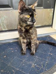 Found/Stray Female Cat last seen River forest Rd monroe , Monroe, GA 30655