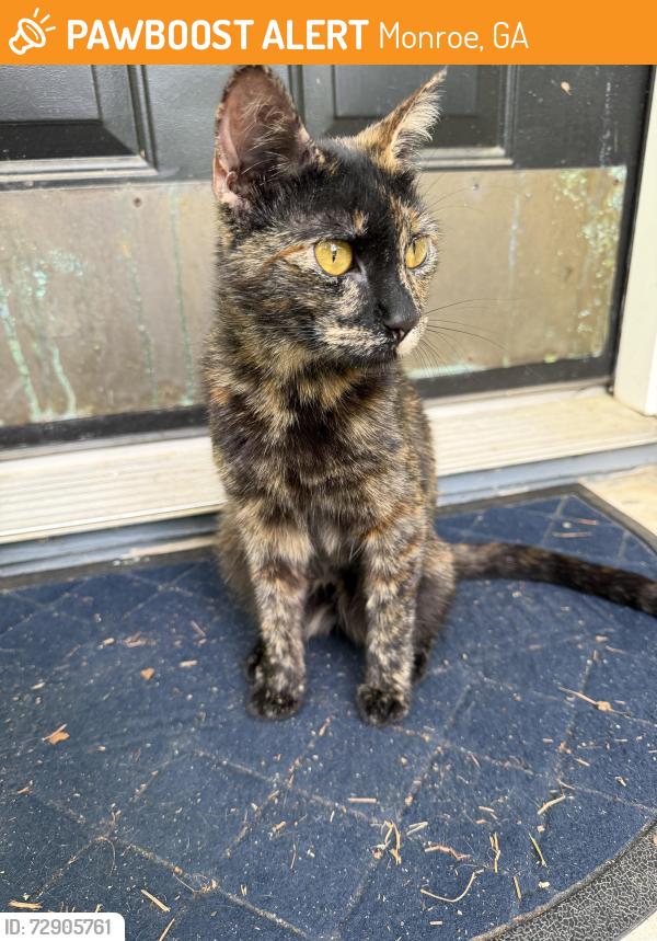 Found/Stray Female Cat last seen River forest Rd monroe , Monroe, GA 30655