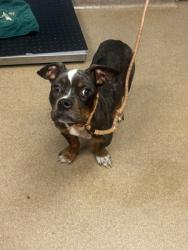 Shelter Stray Male Dog last seen Cutters Mill DR Lithonia ga 30058, 30058, GA, Atlanta, GA 30341