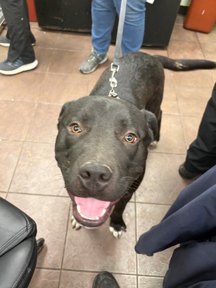 Shelter Stray Male Dog last seen Rio Vista, TX 76093, Cleburne, TX 76033