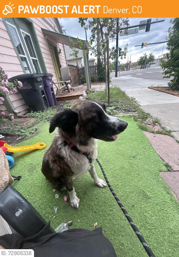 Found/Stray Female Dog last seen Near Columbine st, Denver, CO 80216
