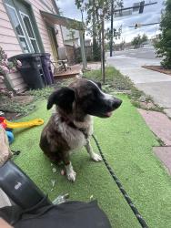 Found/Stray Female Dog last seen Near Columbine st, Denver, CO 80216