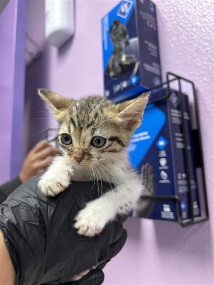 Shelter Stray Male Cat last seen El Paso, TX 79912, Fort Bliss, TX 79906