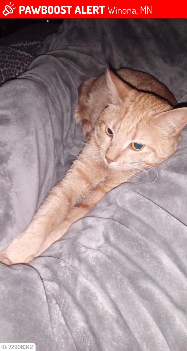 Lost Male Cat last seen Old JC Penney , Winona, MN 55987