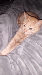 Lost Male Cat last seen Old JC Penney , Winona, MN 55987