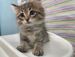 Shelter Stray Female Cat last seen Whitechapel RD Toledo 43614, Lucas County, OH, Maumee, OH 43537