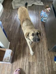 Found/Stray Male Dog last seen Mccornett parking garage, Oklahoma City, OK 73109