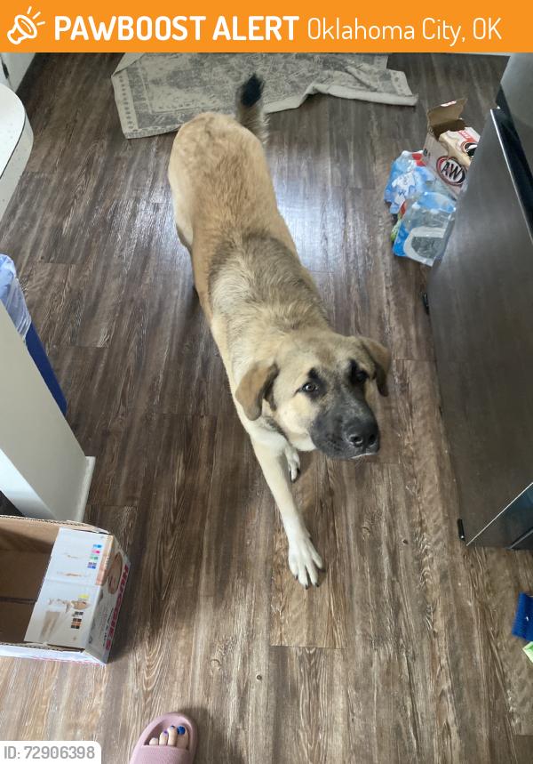 Found/Stray Male Dog last seen Mccornett parking garage, Oklahoma City, OK 73109