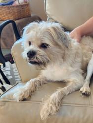 Reunited Female Dog last seen Platte City YMCA, i-29, Platte City, MO 64079