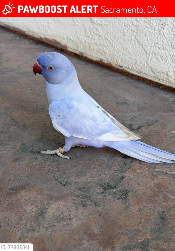 Lost Female Bird last seen Norwood , Sacramento, CA 95838