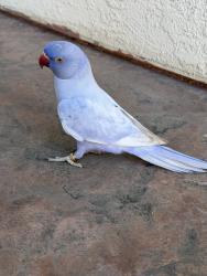 Lost Female Bird last seen Norwood , Sacramento, CA 95838