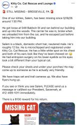 Reunited Male Cat last seen Baldwin St, Bridgeville, PA 15017